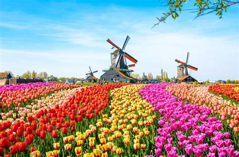 Tulips in netherlands. Things To Know About Tulips in netherlands. 